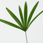 Simple and elegant minimalist photograph of a single green plant leaf against a white background.