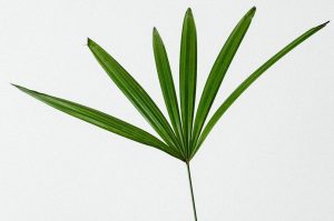 Simple and elegant minimalist photograph of a single green plant leaf against a white background.